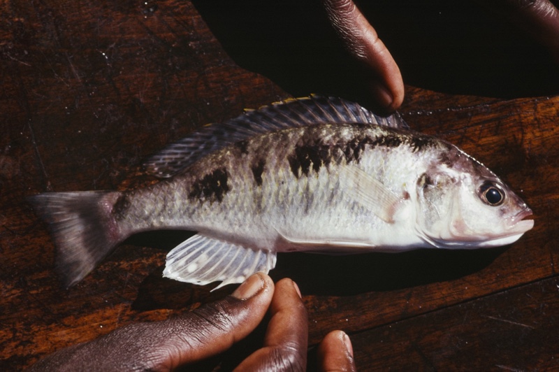Sciaenochromis sp. 'spilostichus deep-water' Ntekete
